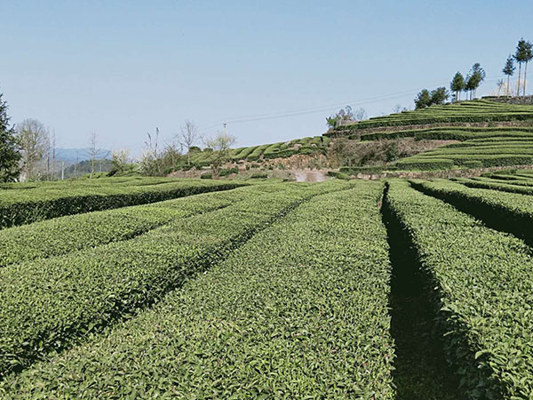 湖南开云茶业有限公司,常德黑茶,红茶,绿茶生产销售