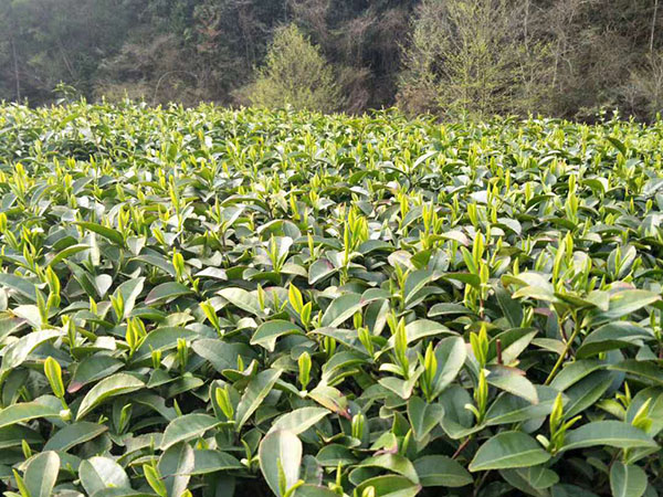 湖南开云茶业有限公司,常德黑茶,红茶,绿茶生产销售